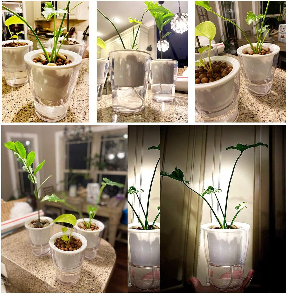 Self-Watering Clear Planters (3-Pack) – Indoor Plant Pots for Herbs & Violets