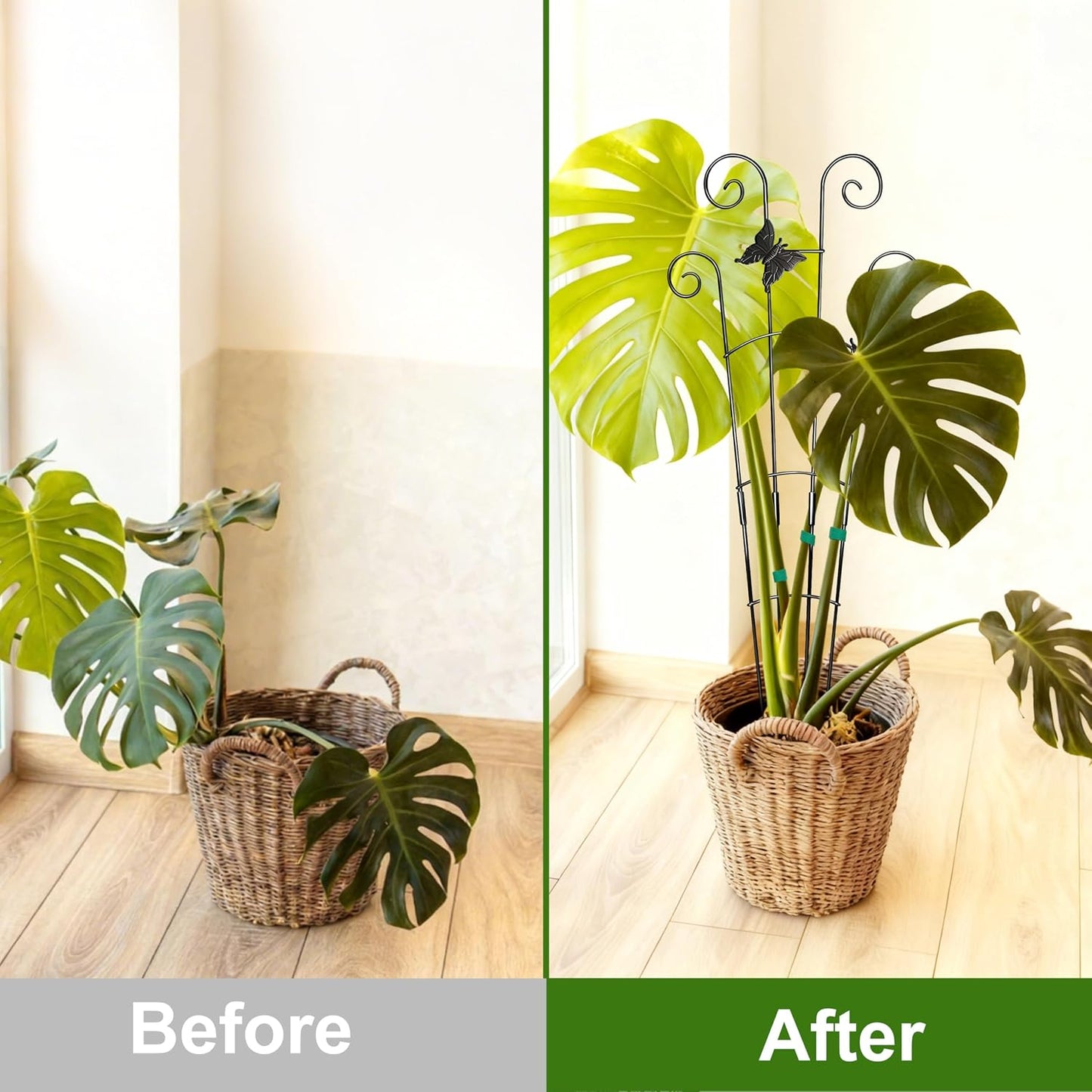 Monstera Plant Support Trellis (2-Pack) – Expandable Metal Stakes