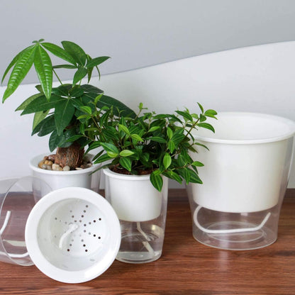 Self-Watering Clear Planters (3-Pack) – Indoor Plant Pots for Herbs & Violets