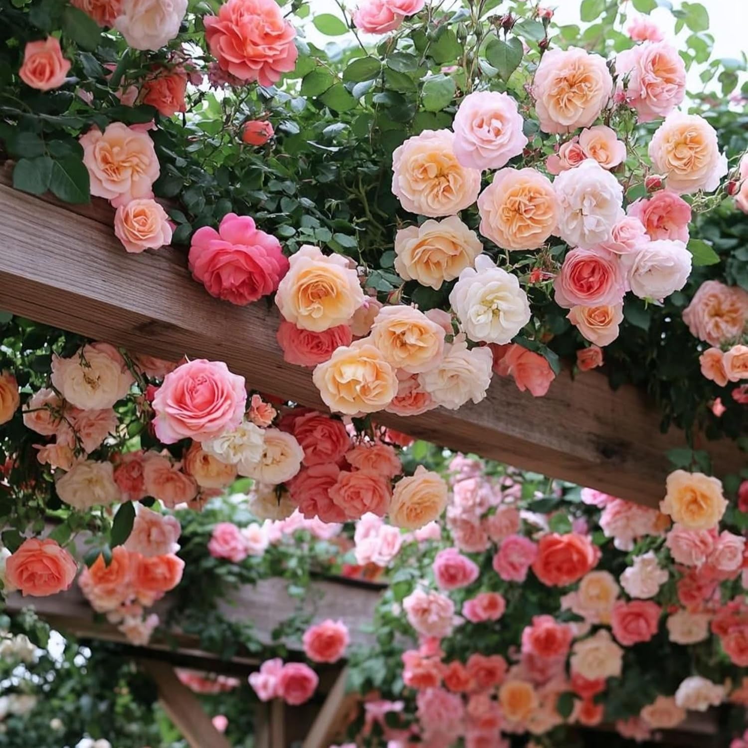 300+ Climbing Rose Seeds – Easy-Grow Garden Flowers