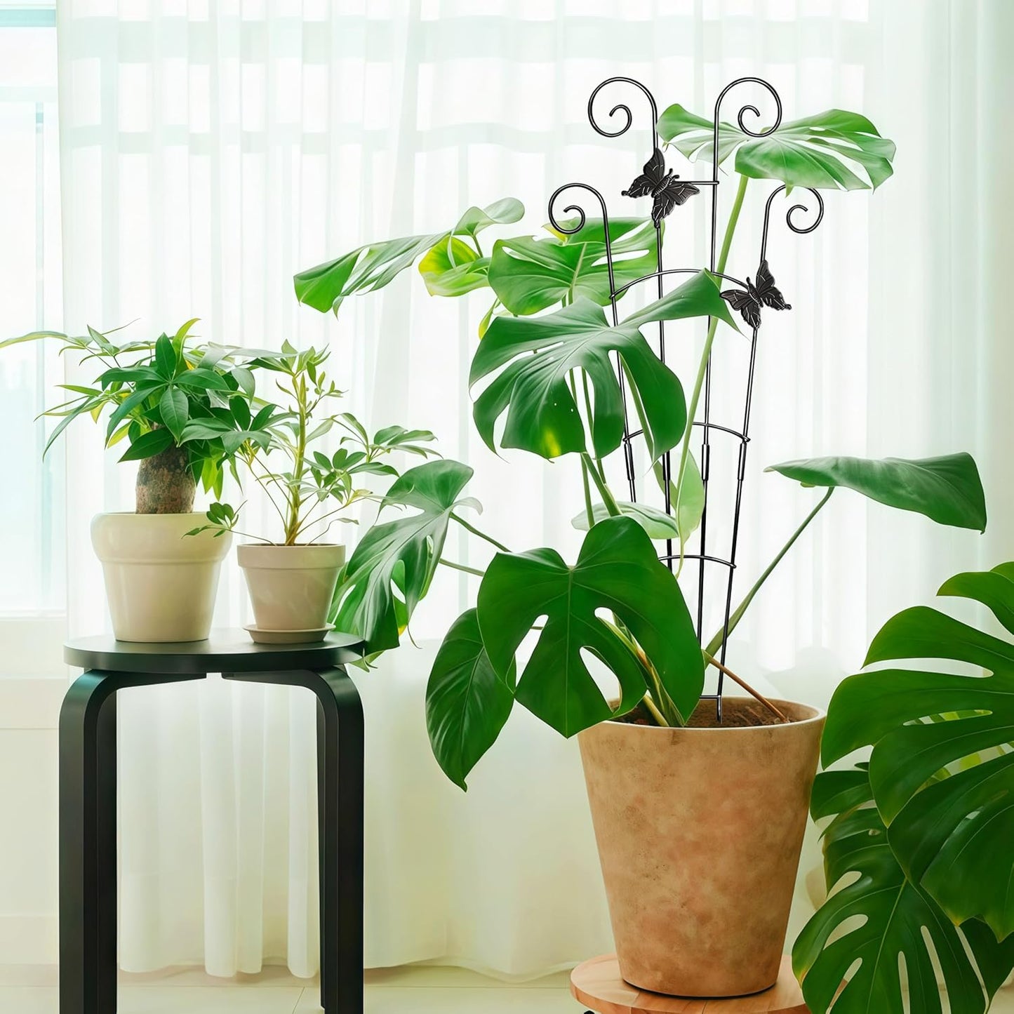 Monstera Plant Support Trellis (2-Pack) – Expandable Metal Stakes