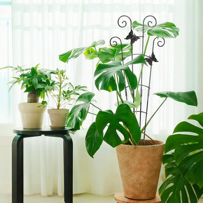 Monstera Plant Support Trellis (2-Pack) – Expandable Metal Stakes
