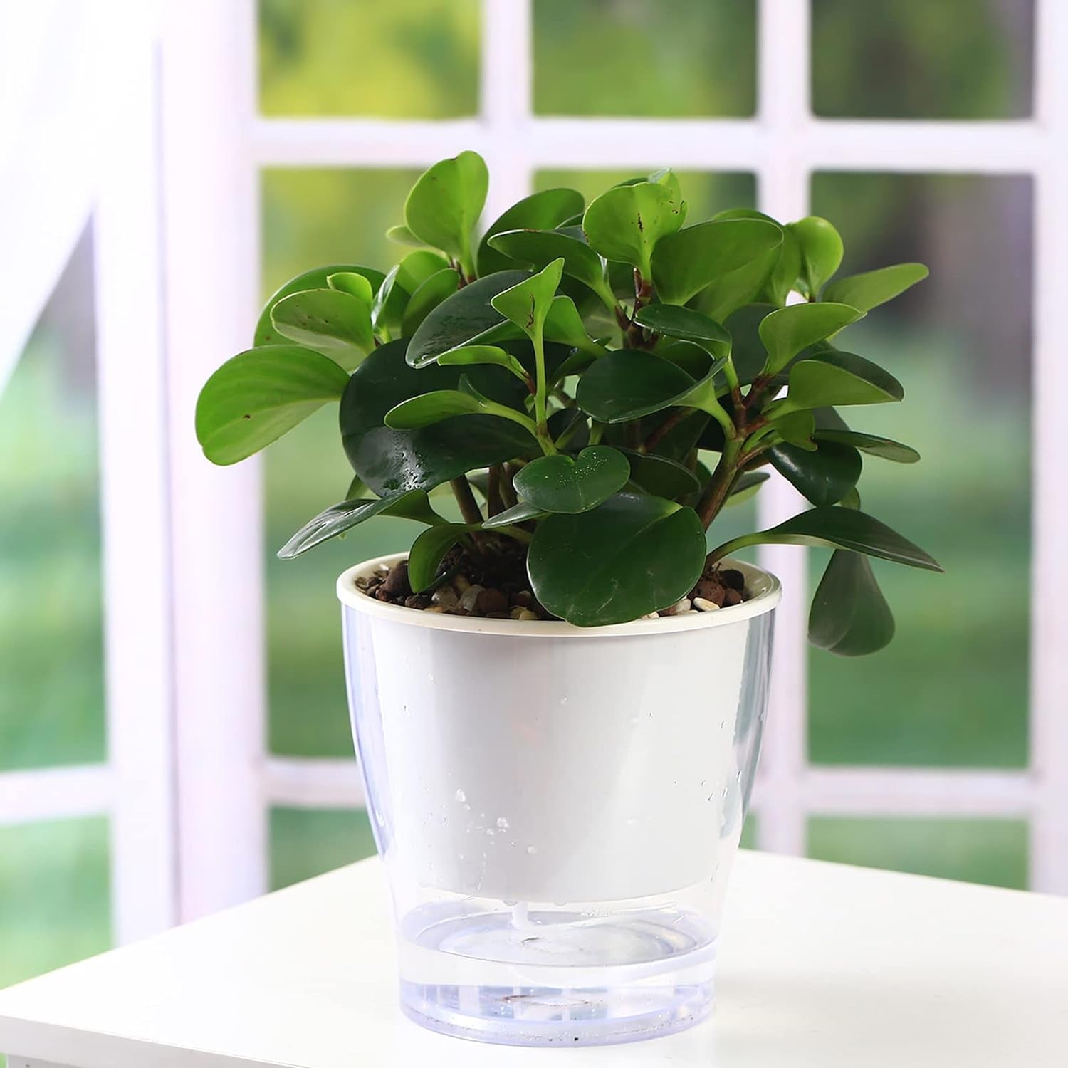Self-Watering Clear Planters (3-Pack) – Indoor Plant Pots for Herbs & Violets