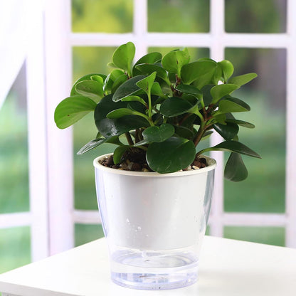 Self-Watering Clear Planters (3-Pack) – Indoor Plant Pots for Herbs & Violets