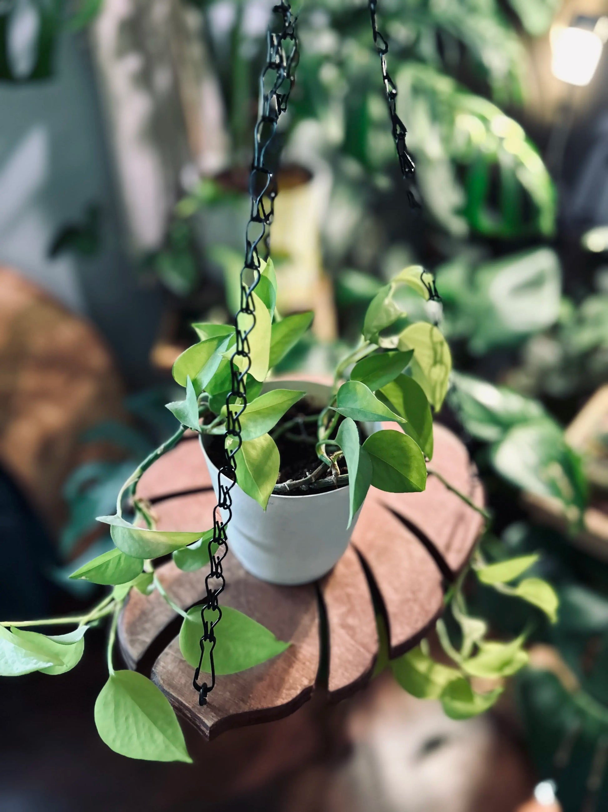 Handmade Monstera Leaf Wooden Plant Hanger with Metal Chain | Indoor & Outdoor Hanging Planter Decor