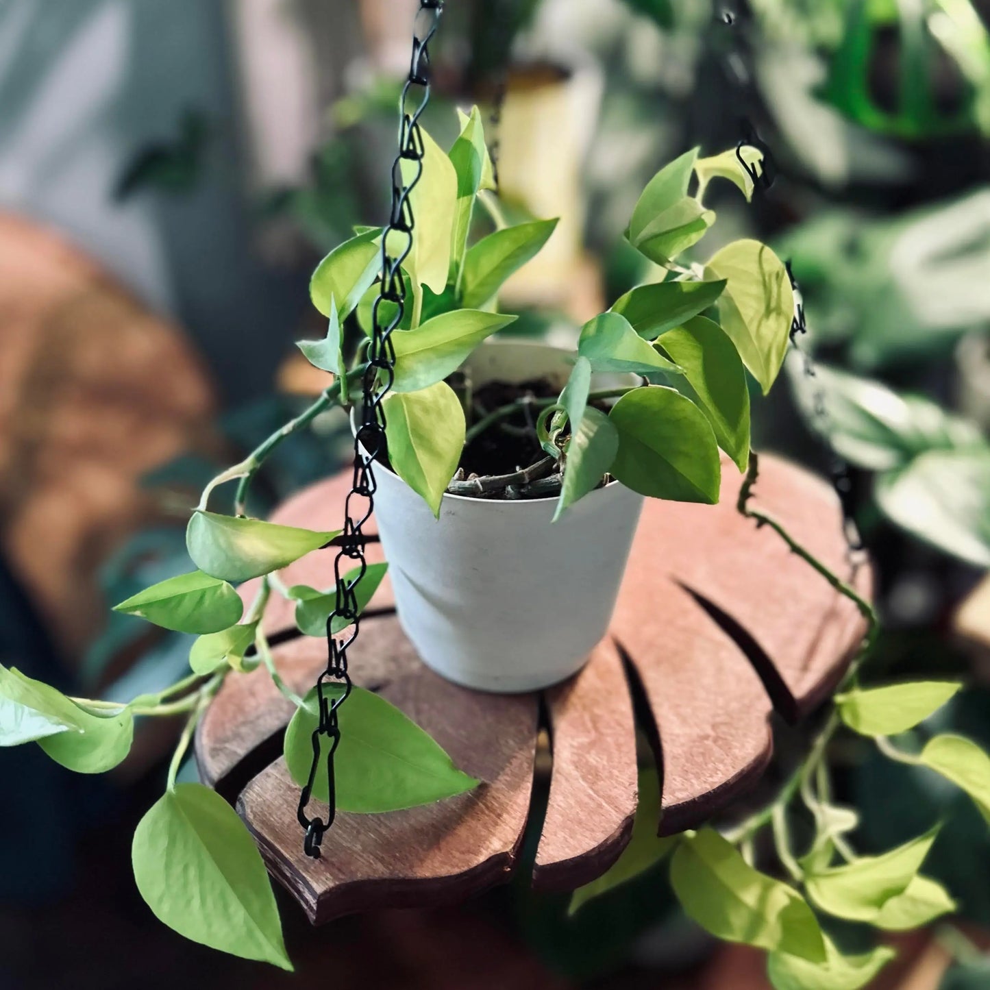 Handmade Monstera Leaf Wooden Plant Hanger with Metal Chain | Indoor & Outdoor Hanging Planter Decor
