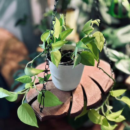 Handmade Monstera Leaf Wooden Plant Hanger with Metal Chain | Indoor & Outdoor Hanging Planter Decor