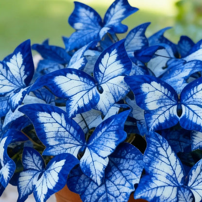 800 Pcs Butterfly Leaf Hosta Seeds | Shade-Loving Perennial Garden Plants | Easy-Grow Border Landscaping