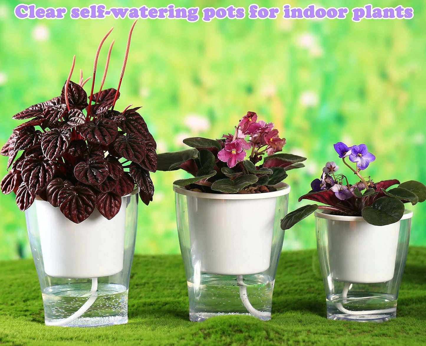Self-Watering Clear Planters (3-Pack) – Indoor Plant Pots for Herbs & Violets