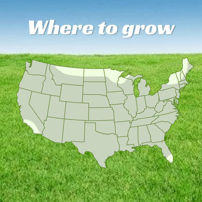 Premium USA-Grown Shade Grass Seed Mix | Fast-Growing, All-Season Turf