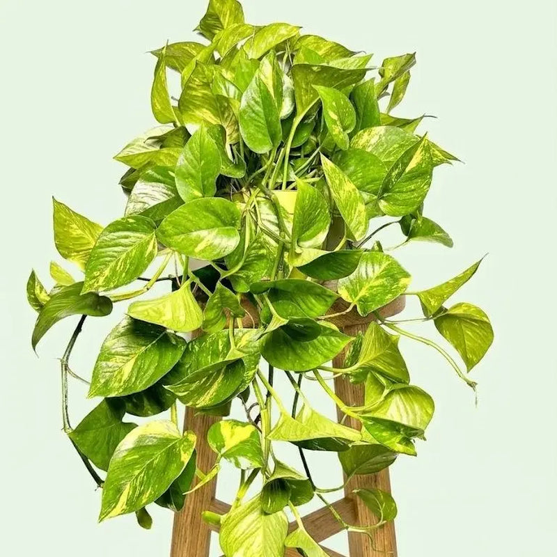 XXL 6" Golden Pothos Live Indoor Plant | Easy Care & Beginner-Friendly Houseplant